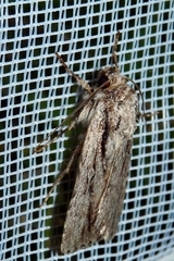 Dichagyris signifera