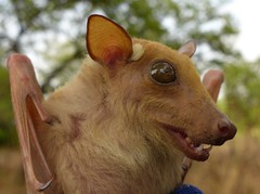 Epomophorus dobsonii