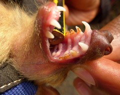 Epomophorus dobsonii