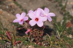 Oxalis porphyriosiphon