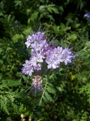 Phacelia tanacetifolia