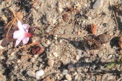 Oxalis porphyriosiphon