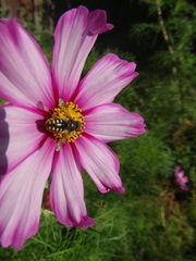 Anthidium septemspinosum