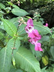 Impatiens glandulifera