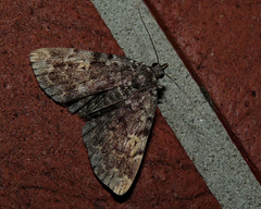 Idia calvaria