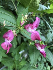 Impatiens glandulifera