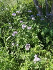 Phacelia tanacetifolia