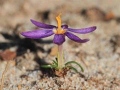 Syringodea longituba