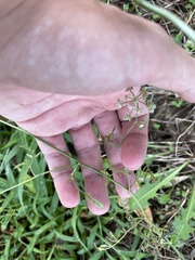 Torilis arvensis recta