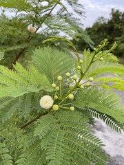 Leucaena leucocephala image