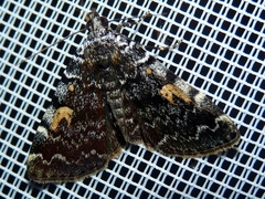 Idia calvaria