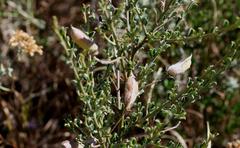 Podalyria microphylla