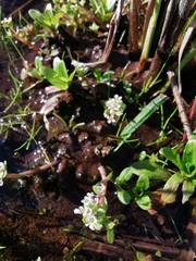 Crassula natans