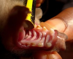 Epomophorus crypturus