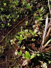 Crassula natans