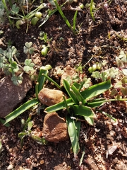 Moraea galaxia