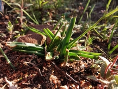 Moraea galaxia