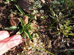 Moraea galaxia