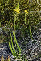 Bulbine praemorsa