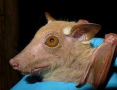 Epomophorus dobsonii