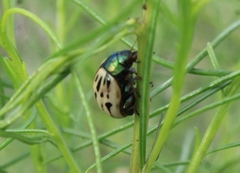 Leptinotarsa lineolata