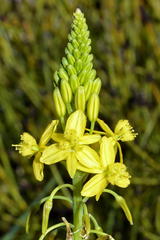 Bulbine praemorsa
