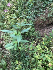 Impatiens glandulifera