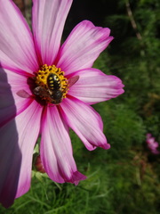 Anthidium septemspinosum