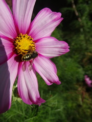 Anthidium septemspinosum