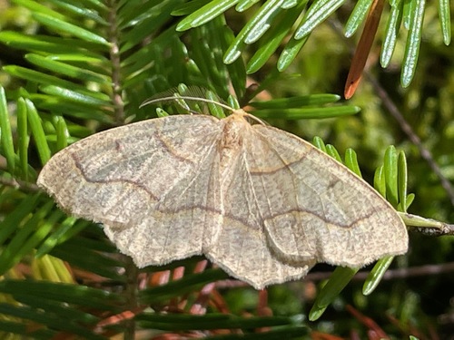 Hemlock Looper Moth photo 3