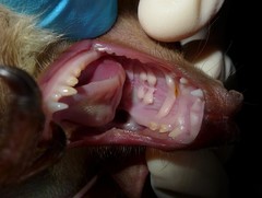 Epomophorus dobsonii