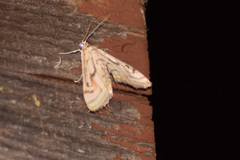 Parapoynx badiusalis