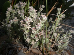 Vellereophyton
