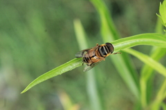 Palpada vinetorum