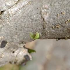 Insecta