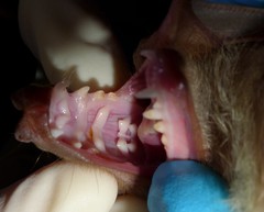 Epomophorus dobsonii