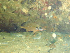 Chirodactylus brachydactylus