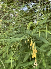 Sesbania herbacea