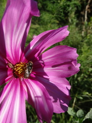 Anthidium septemspinosum