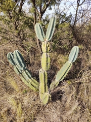 Cereus forbesii