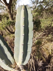 Cereus forbesii