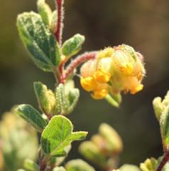 Hermannia salviifolia