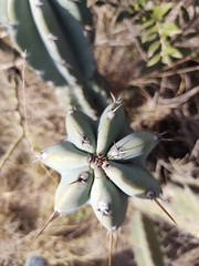 Cereus forbesii