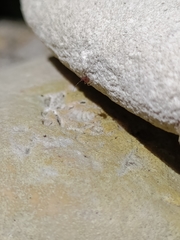 Insecta