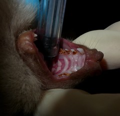 Epomophorus crypturus