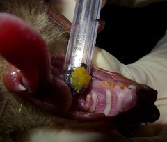 Epomophorus dobsonii