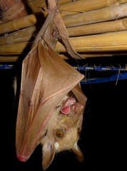 Epomophorus dobsonii