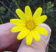 Osteospermum polygaloides polygaloides
