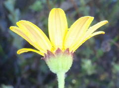 Osteospermum polygaloides polygaloides