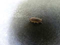 Porcellio scaber